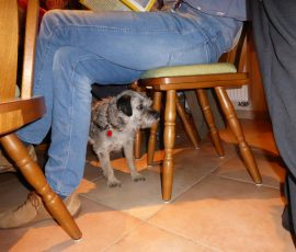 AVE_Buchvorstellung_Koller_11-2015_Bild-13