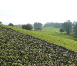 AVE_Grabung_Kirchstetten_Bild_101