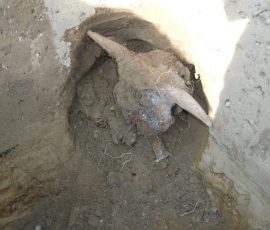 Kirchstetten_Rettungsgrabung_Foto_53