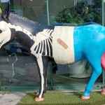 Einer von 111 Esel in Xanten